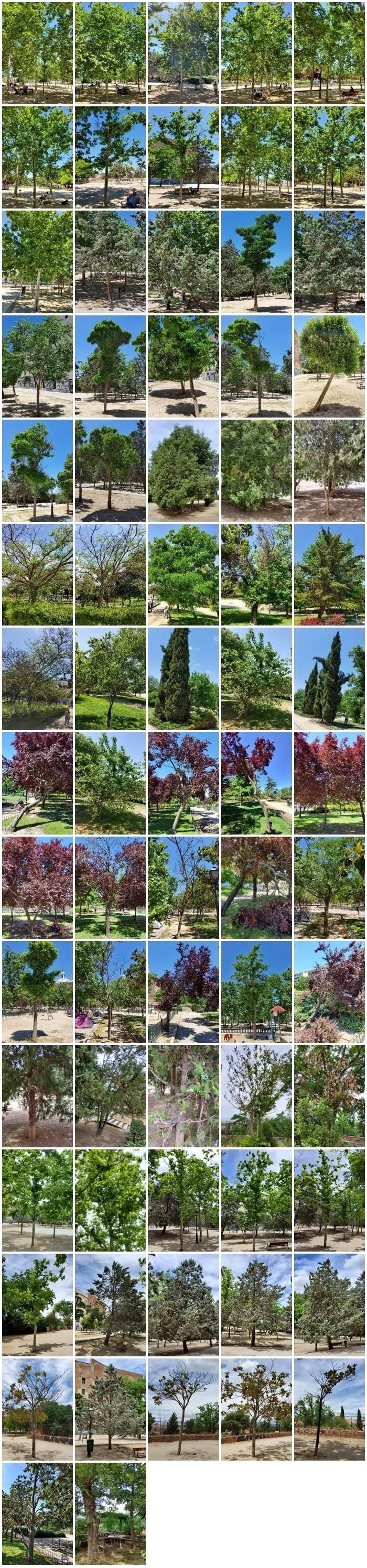 Los 72 árboles que se propuso talar en La Cornisa