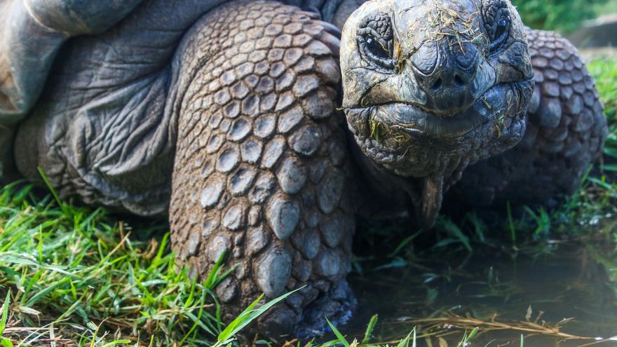 Las tortugas gigantes vuelven a las islas Galápagos después de casi 200 años