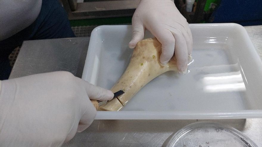 Descubren tres nuevas especies de gusanos "devora huesos" en la península ibérica