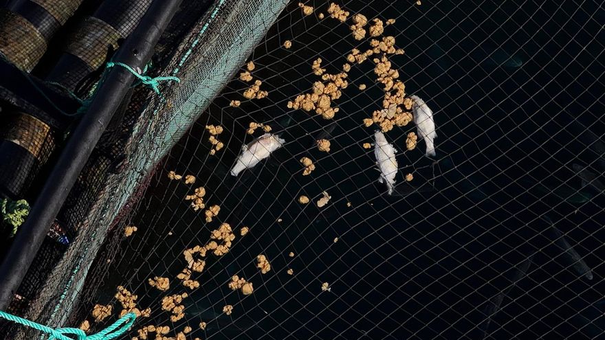 El Ayuntamiento de Telde denuncia que siguen apareciendo peces muertos en las jaulas marinas frente a su litoral