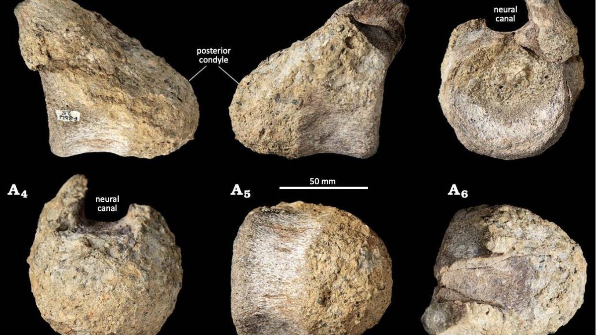 Descubren en la Antártida uno de los escasos dinosaurios de cuello largo conocidos del continente a partir de una única vértebra