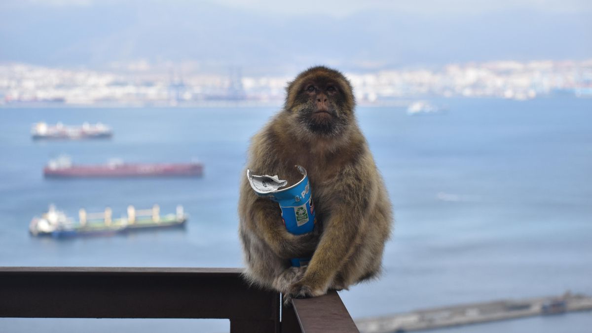 Los monos de Gibraltar se ‘automedican’ comiendo arcilla para compensar la comida basura que les dan los turistas