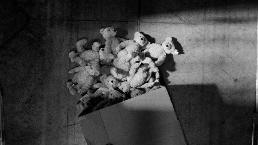 Osos blancos, la "medicina" que buscaban