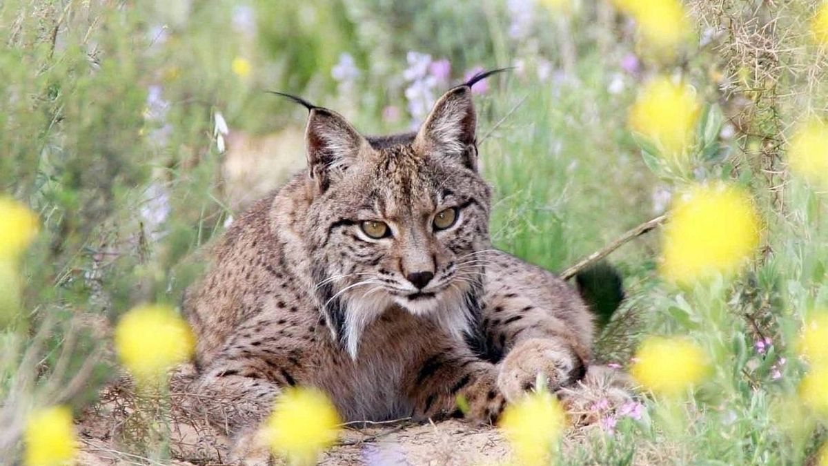Hallan muerto en una carretera de La Puebla del Río a uno de los linces más longevos de la población de Doñana