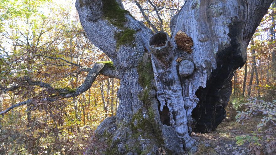 Los árboles más longevos de España