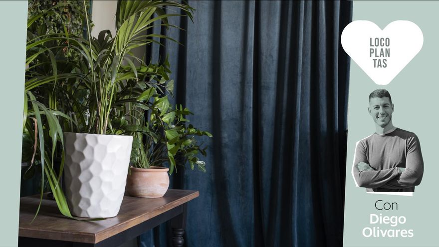 Ni rastro de luz: plantas que sobreviven (y prosperan) en habitaciones oscuras