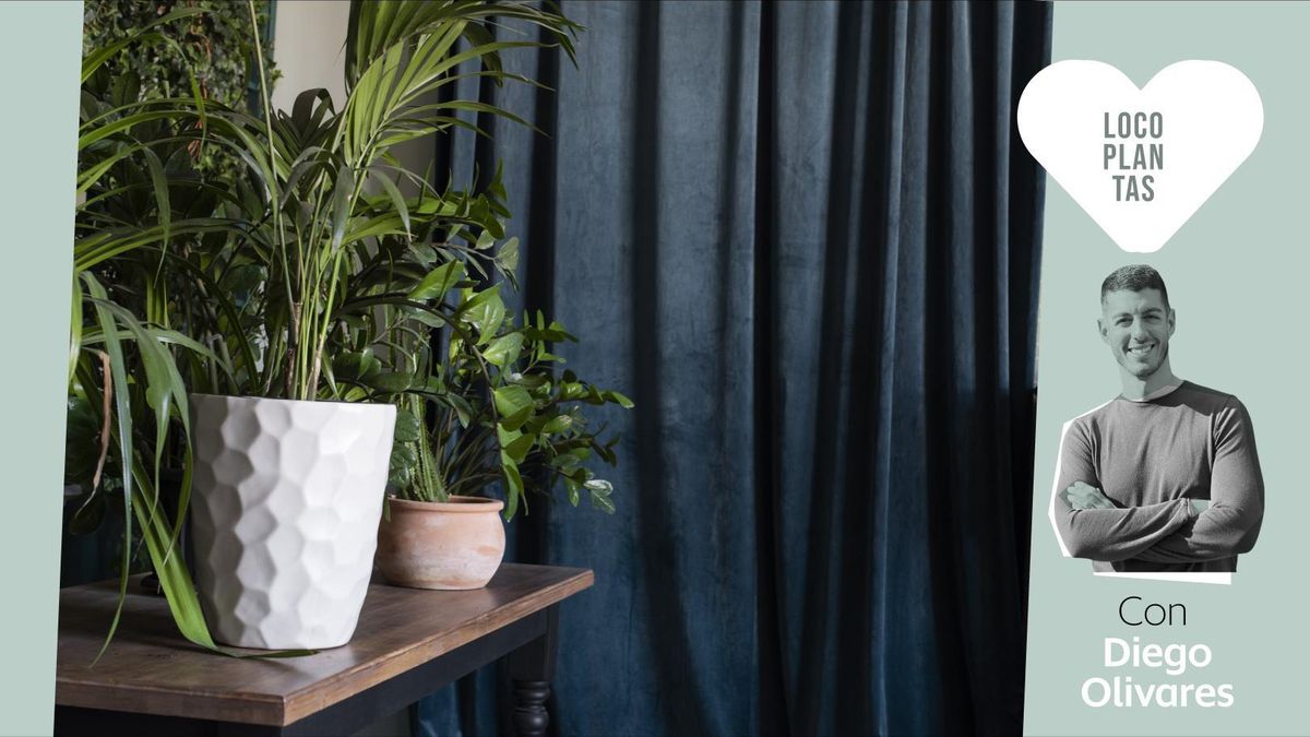 Ni rastro de luz: plantas que sobreviven (y prosperan) en habitaciones oscuras