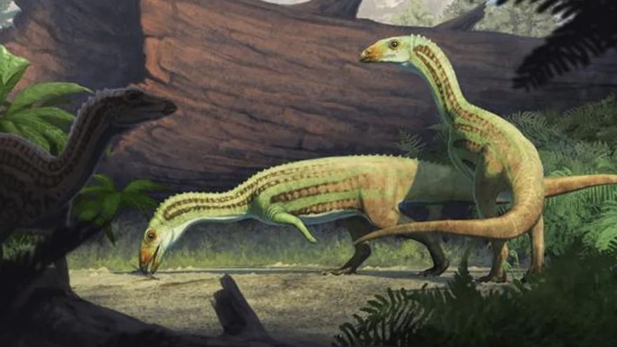 Arizona revela un pariente del cocodrilo del tamaño de un gato que de joven caminaba a cuatro patas y luego pasó a dos