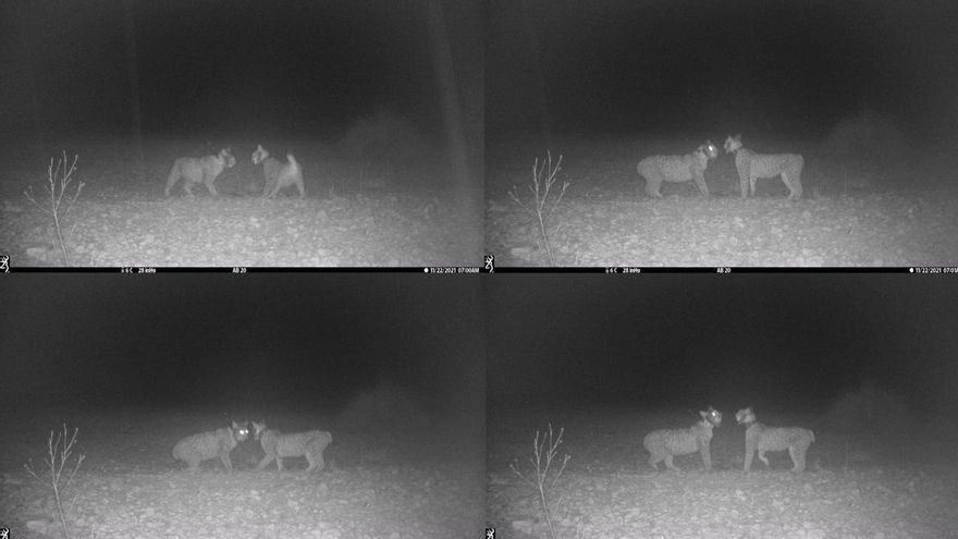 Lucero, el lince de tres patas que después de triunfar en Toledo busca pareja en Albacete para diseminar la especie