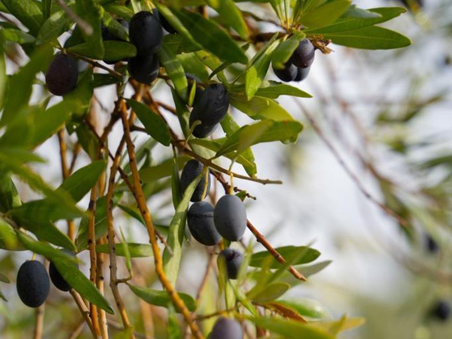 Los olivos de Salz Medina, de la variedad de oliva empeltre