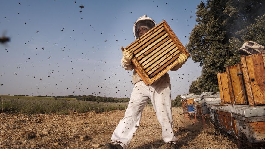 ¿A qué se enfrenta hoy la apicultura?: "Turquía está cometiendo más fraude que China y nos hunde los precios"