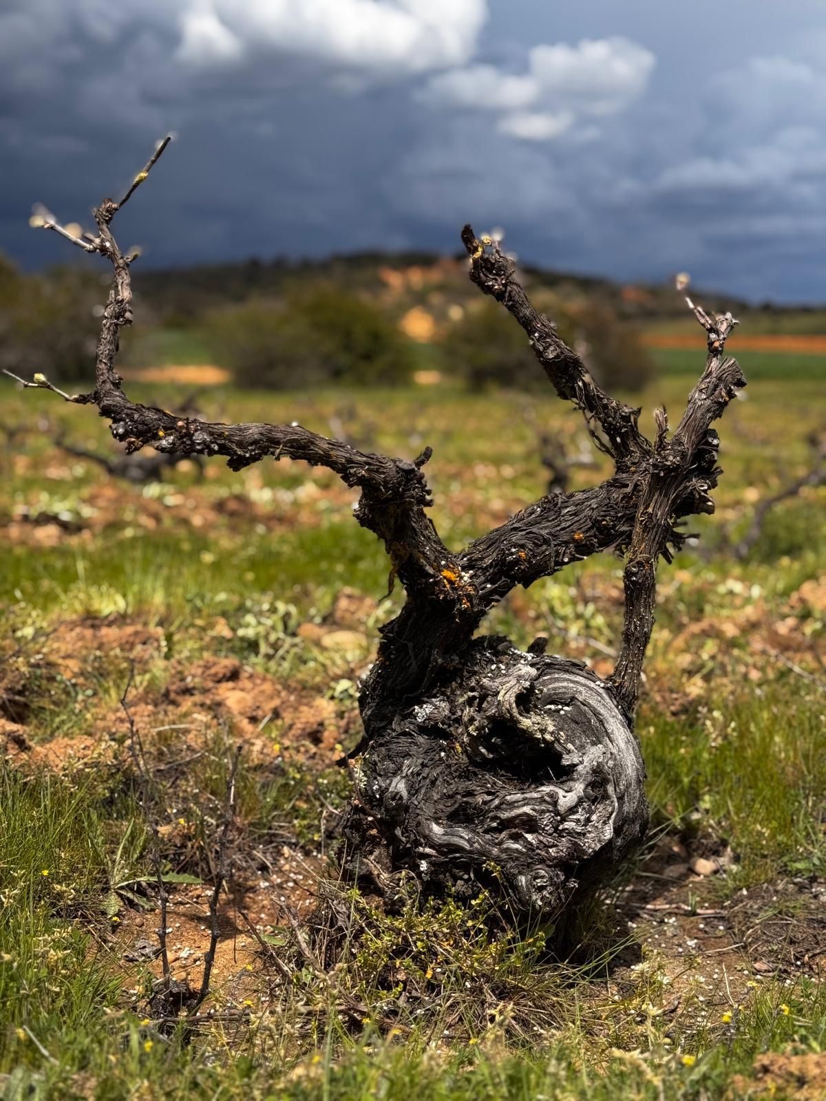 Viñedo de La Furgoneta que miraba al Órbigo.
