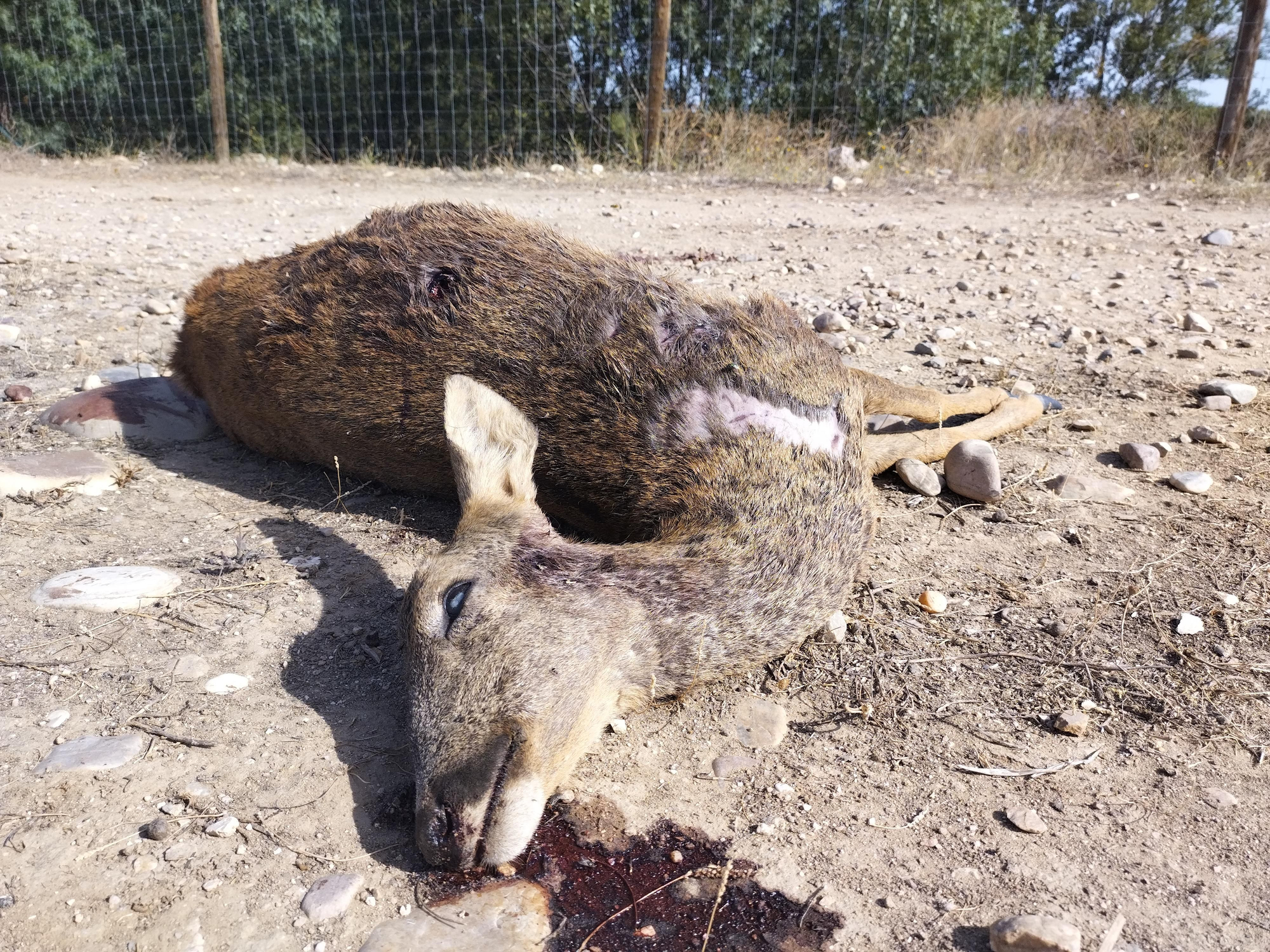 Un corzo muerto junto a la valla de la empresa pistachera