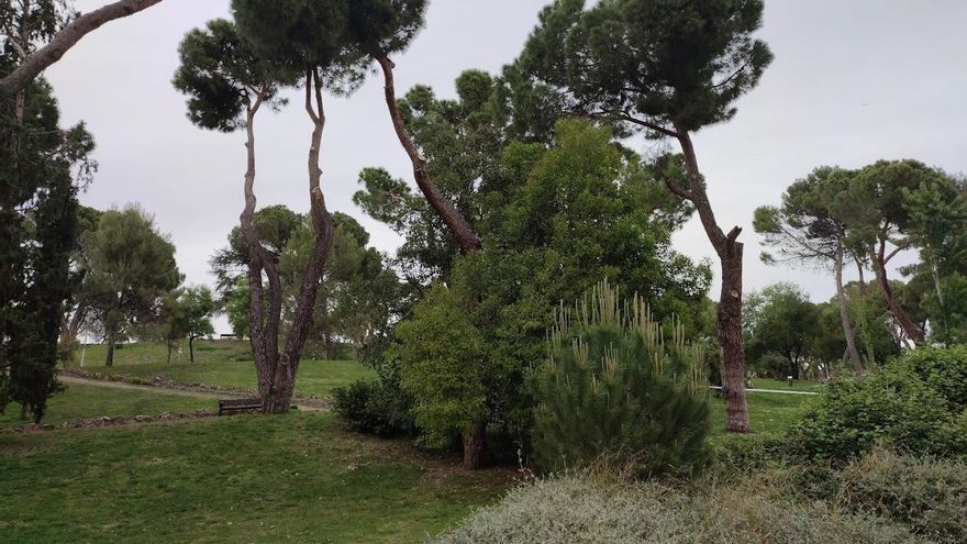 La Dehesa de la Villa y sus 8.516 árboles serán declarados Bien de Interés Cultural