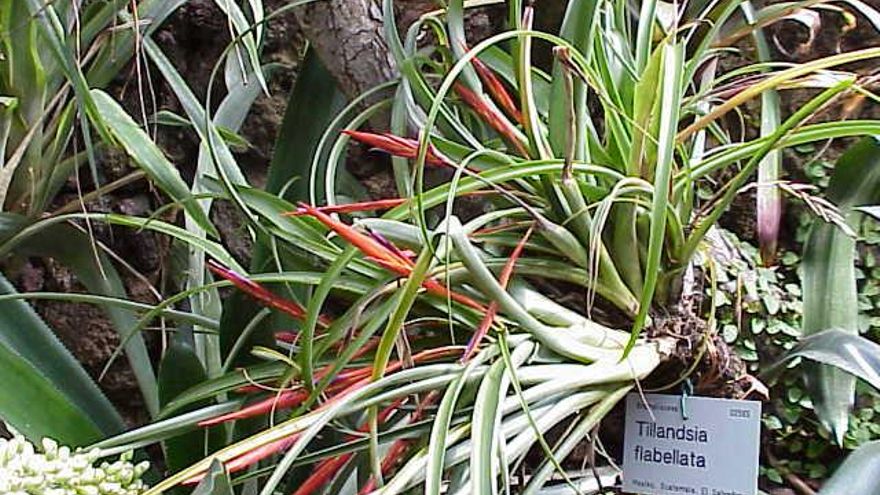 Plantas aéreas en casa: qué son y cómo cuidar de la planta de moda