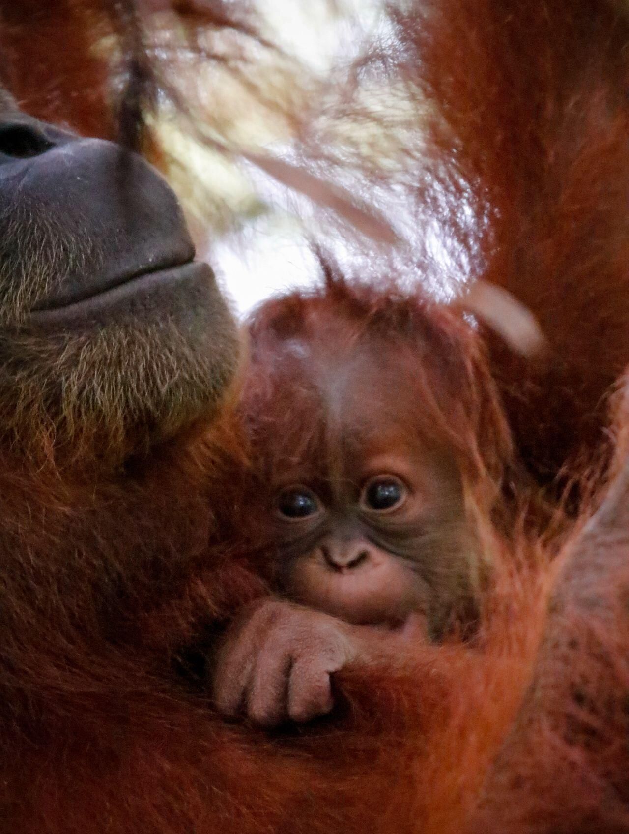 Cría y madre de orangután de Sumatra.