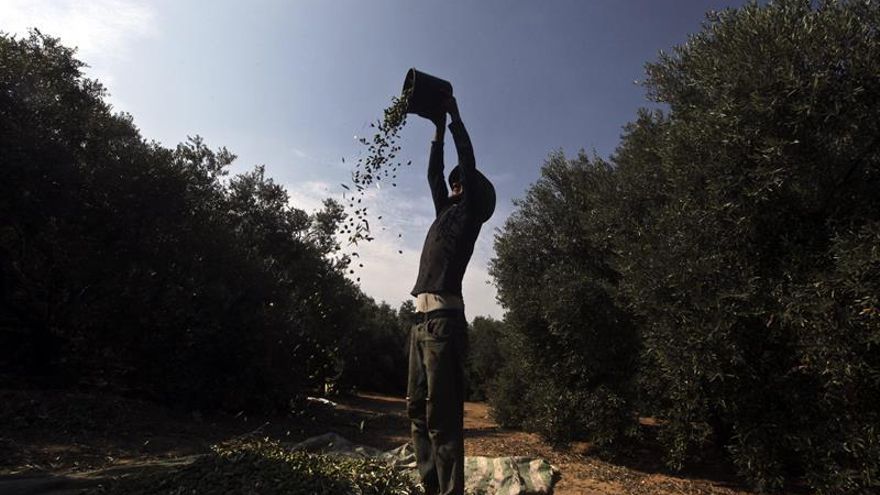 Los agricultores de Gaza acceden a sus tierras por primera vez en 12 años