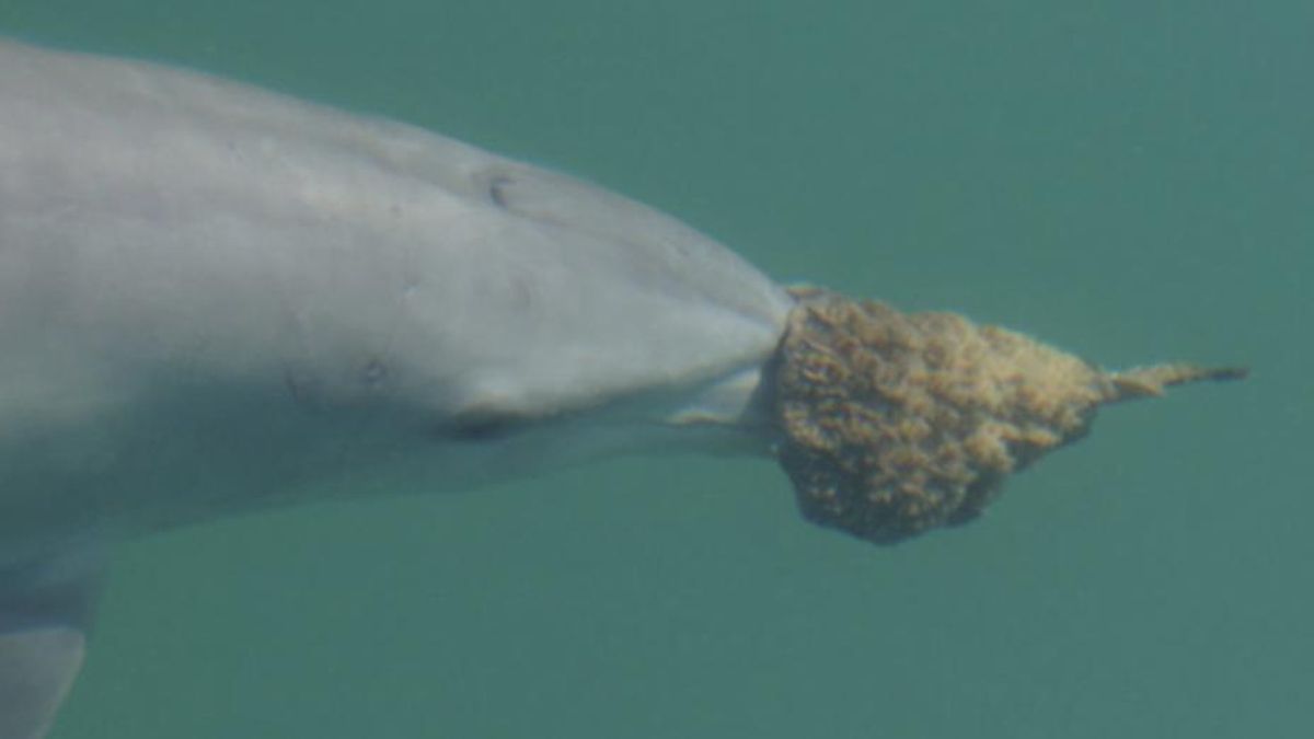 Apenas uma minoria domina esta técnica de forma precisa e consistente.