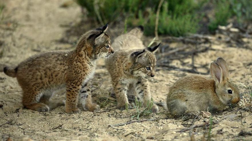 La paradoja del conejo en Doñana: una especie clave cuya recuperación es hoy más difícil de garantizar que la del lince