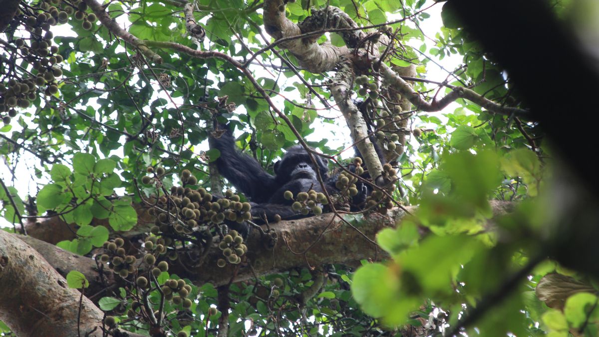 Un chimpancé comiendo fruta en Ngogo, Uganda.