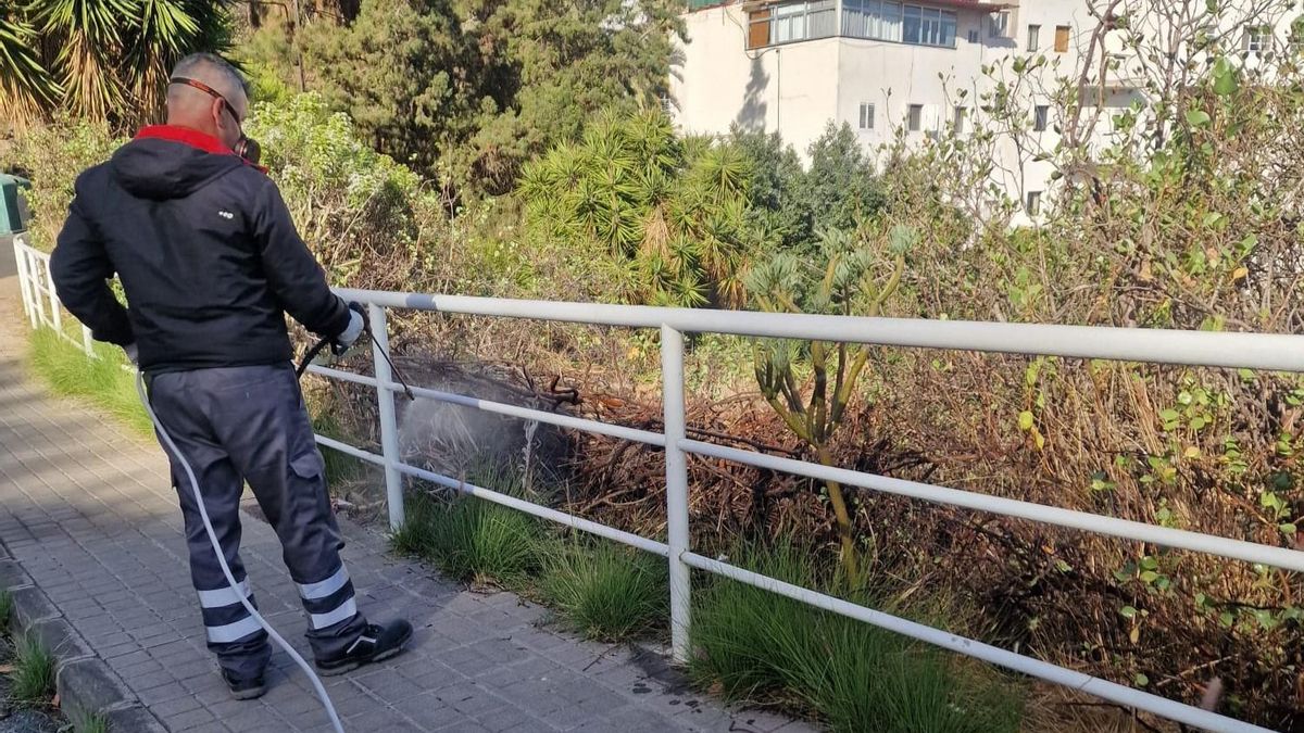 Control de plagas en Las Palmas de Gran Canaria.