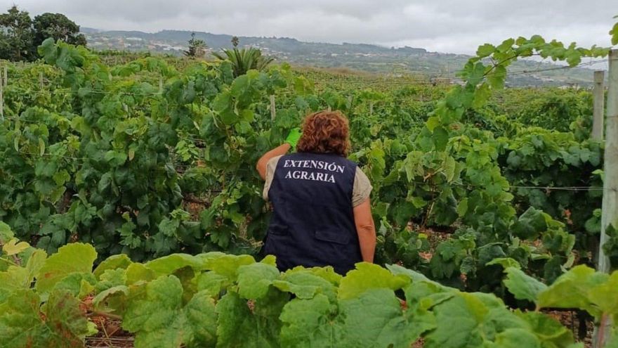 Más de una veintena de técnicos rastrean la filoxera en Tenerife y certifican 120 actas en fincas libres de la plaga