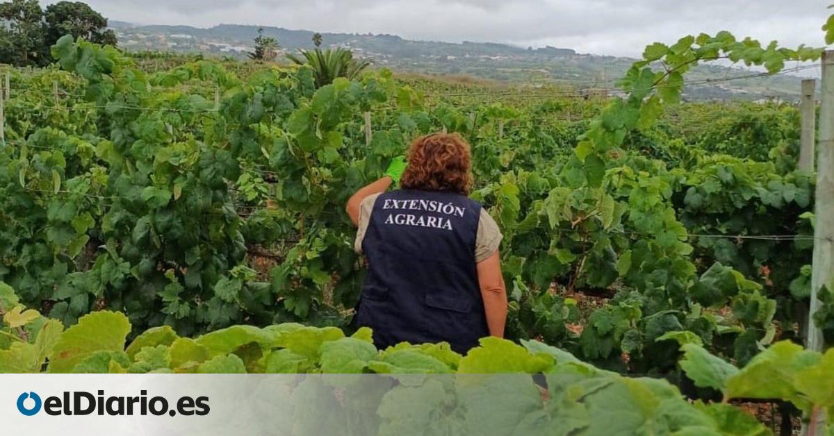 Más de una veintena de técnicos rastrean la filoxera en Tenerife y certifican 120 actas en fincas libres de la plaga