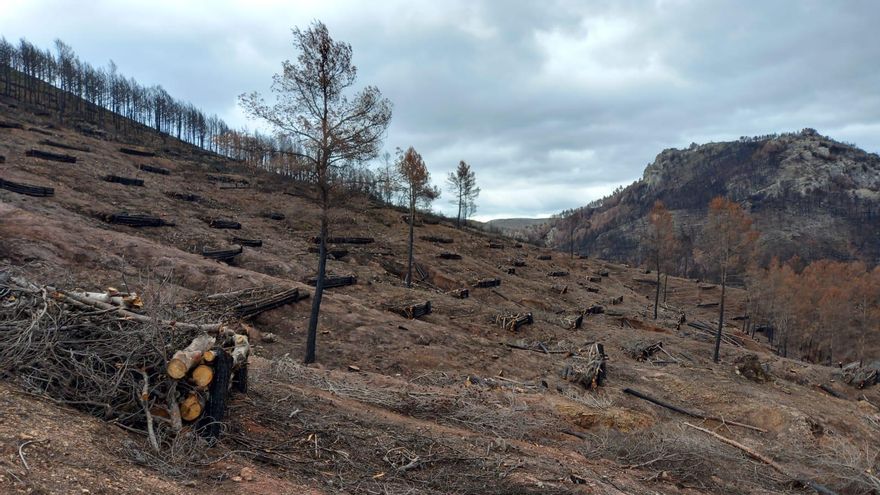 Ejemplo de colocación de fajinas en zonas afectadas por los incendios forestales de 2022 en la Comunidad Valenciana.