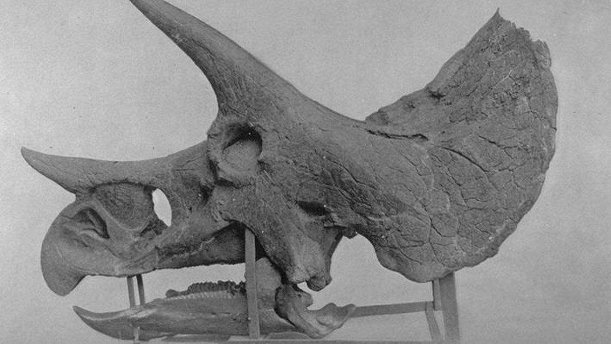 ¿Por qué el Triceratops tenía una nariz tan grande? La utilizaban no solo para oler, según un estudio