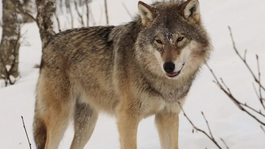 La decisión desesperada de un lobo para sobrevivir: nadó más de un kilómetro en agua helada con tal de no toparse con humanos