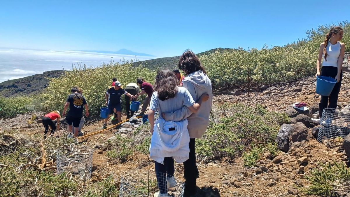 Estudiantes del CEO Tijarafe participan en una jornada de repoblación de flora amenazada en la Caldera de Taburiente