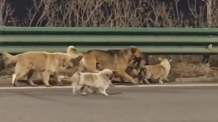 Siete perros robados en China para venderlos como carne huyen en grupo, recorren 17 kilómetros y regresan solos a casa tras varios días cruzando campos y carreteras