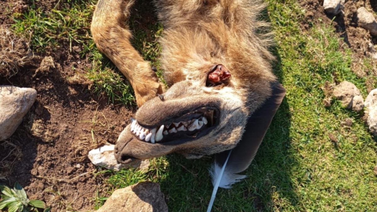 El cadáver del lobo no presentaba restos de haber sido disparado. 