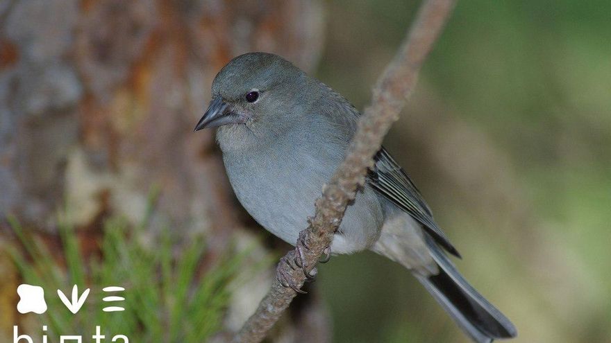 El incendio de Tenerife amenaza al 25% del hábitat del pinzón azul de la isla, un endemismo único en el mundo