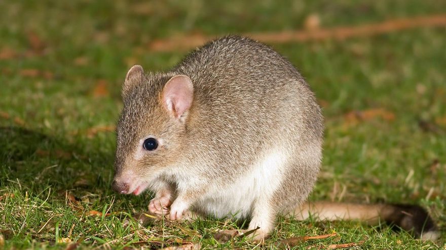 Se llama "bettong" y, décadas después de su extinción local, este pequeño marsupial ha vuelto al desierto