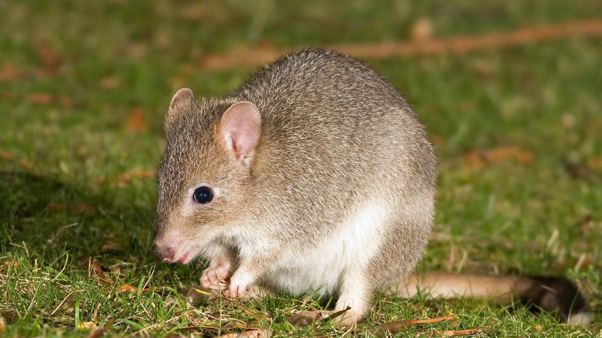 Se llama "bettong" y, décadas después de su extinción local, este pequeño marsupial ha vuelto al desierto