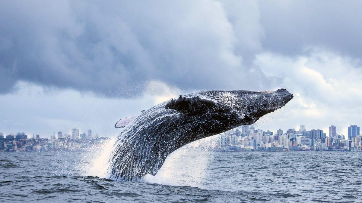 Un estudio de 2010 ya había medido concentraciones extremas