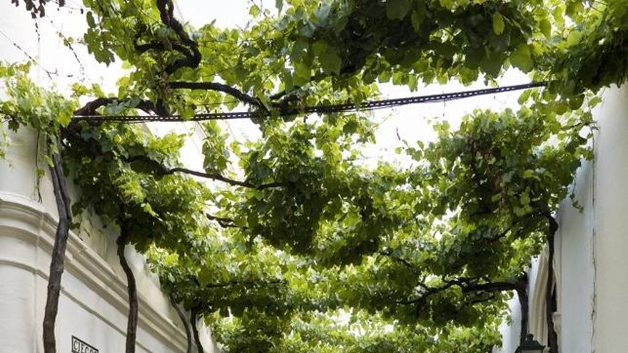 Emparrado de las Bodegas González Byass, en Jerez de la Frontera