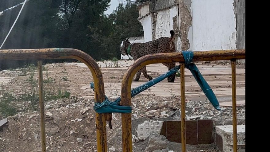 Qué hace un lince ibérico en las calles de un pueblo: la explicación a un fenómeno cada vez más frecuente