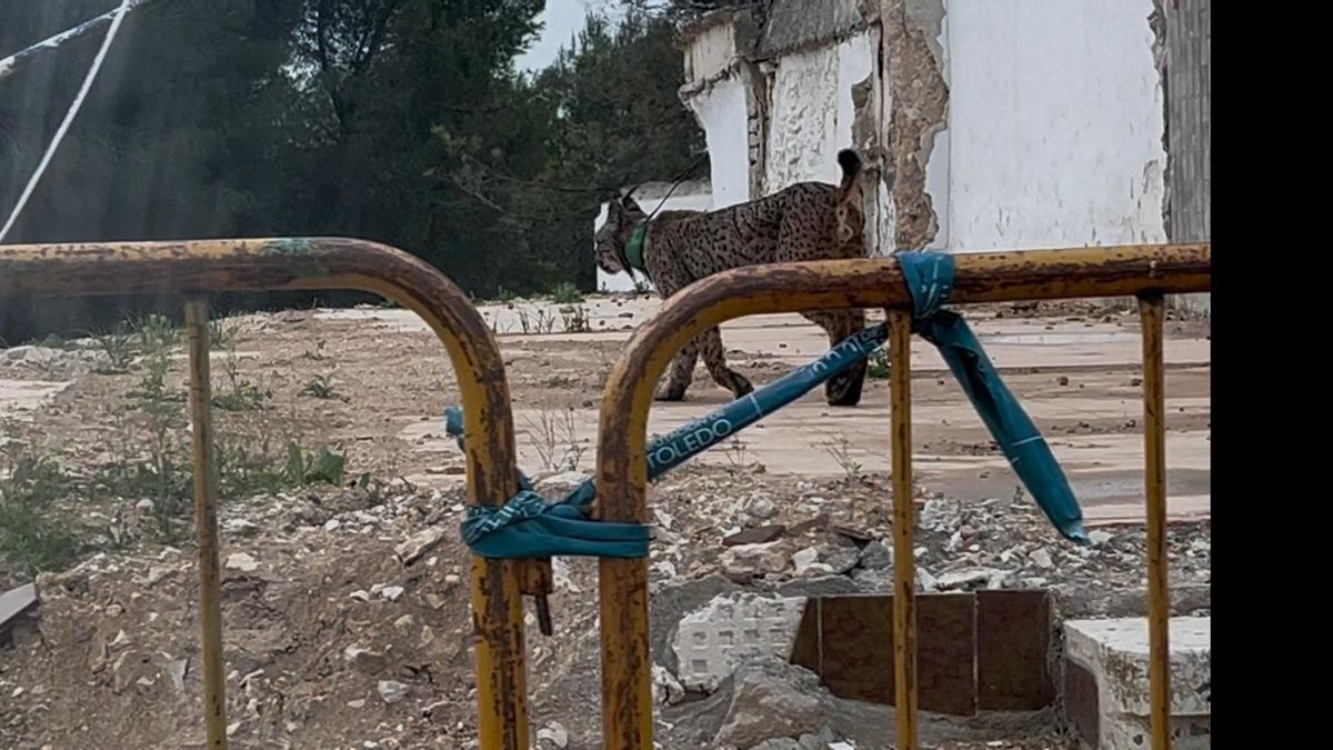 Qué hace un lince ibérico en las calles de un pueblo: la explicación a un fenómeno cada vez más frecuente