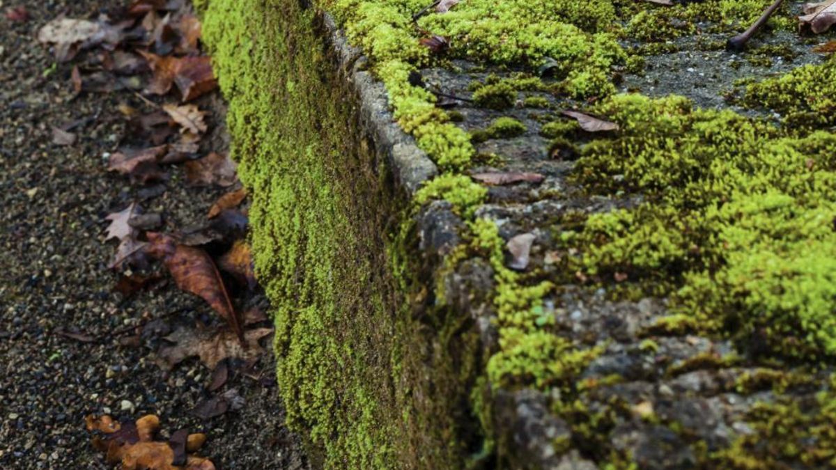Aunque apenas necesita cortes ni maquinaria, cubrir superficies completas lleva años y factores como la sal o la falta de humedad pueden afectar a su desarrollo en entornos viarios