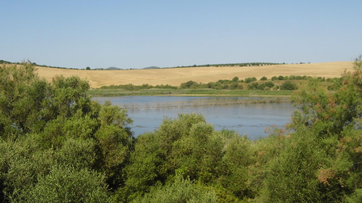 El humedal de Cádiz donde tres lagunas desaparecen cada verano y mantienen uno de los refugios de aves más importantes del sur de España