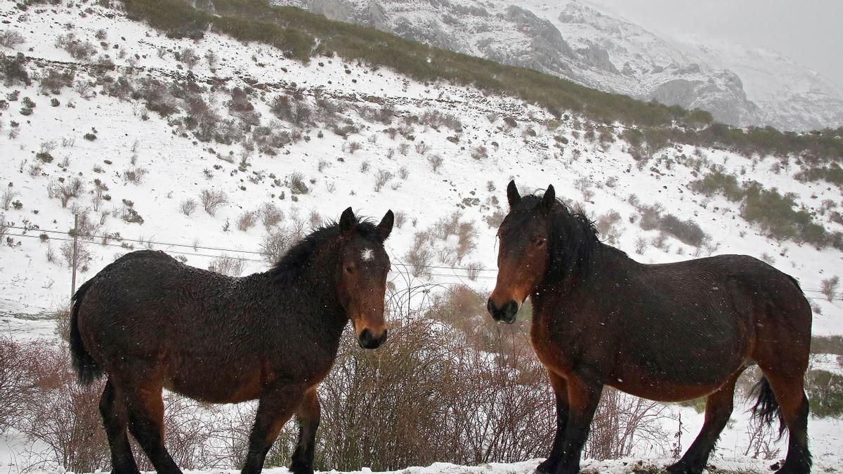 Temporal de nieve en la montaña leonesa.