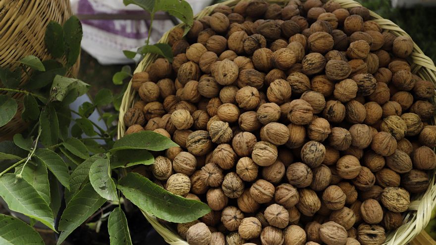 Un estudio señala que comer nueces mejora la atención de los adolescentes