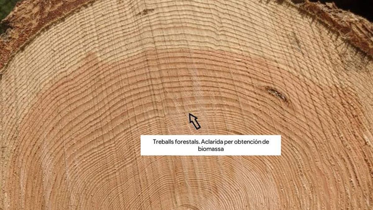 Anells de creixement d’un arbre abans i després de treballs forestals de gestió de la massa. La hiperdensificació implica una lluita pels recursos (llum, aigua, nutrients...) i per tant un menor creixement i vigorositat del bosc. Font: Dalmau – Rovira, F.