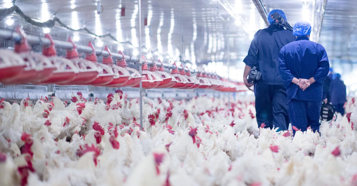 Confinamiento de aves de corral por gripe aviar en España. Información para avicultores