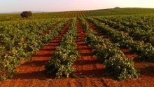 Viñedos de Extremadura