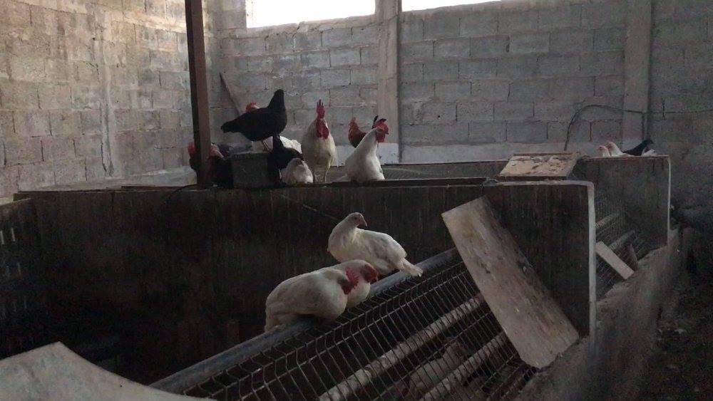 Según testigos, había varios tipos distintos de aves en el lugar inspeccionado