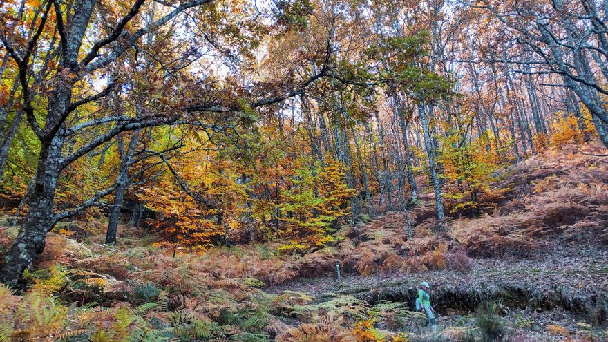 El Jerte reivindica su belleza otoñal: "Somos mucho más que cerezos en flor"