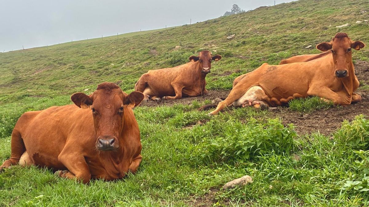 Tres ejemplares de vaca roja pasiega.